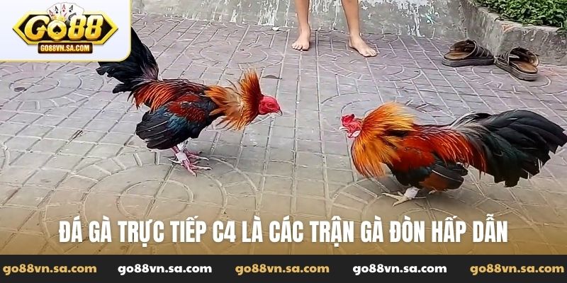 Đá gà trực tiếp C4 là các trận gà đòn hấp dẫn